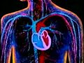 Circulatory System   Bill Nye on the Heart (Part 1)