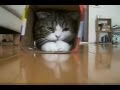 If You Haven't Seen Maru, It's Time You Did!