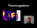 Thermoregulation