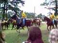 Chincoteague Ponies Enter the Carnival