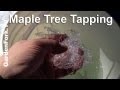 Maple Sap Collection Tips- Backyard Maple Syrup Project : GardenFork.TV