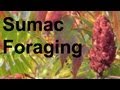 Foraging: Harvesting Staghorn Sumac GardenFork.TV