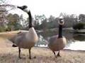 Talking Geese