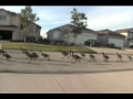 WTF! Geese running down the street