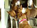 Basenji Cell Phone Reaction