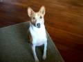 Basenji tricks