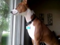 basenji barks