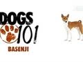 Dogs 101- Basenji