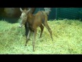 Super Saver filly stands for the 1st time!