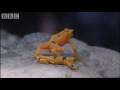 Attenborough: Golden Frog: Fighting & Mating - Life in Cold Blood - BBC wildlife