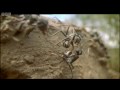 Ants - Attenborough: Life in the Undergrowth - BBC