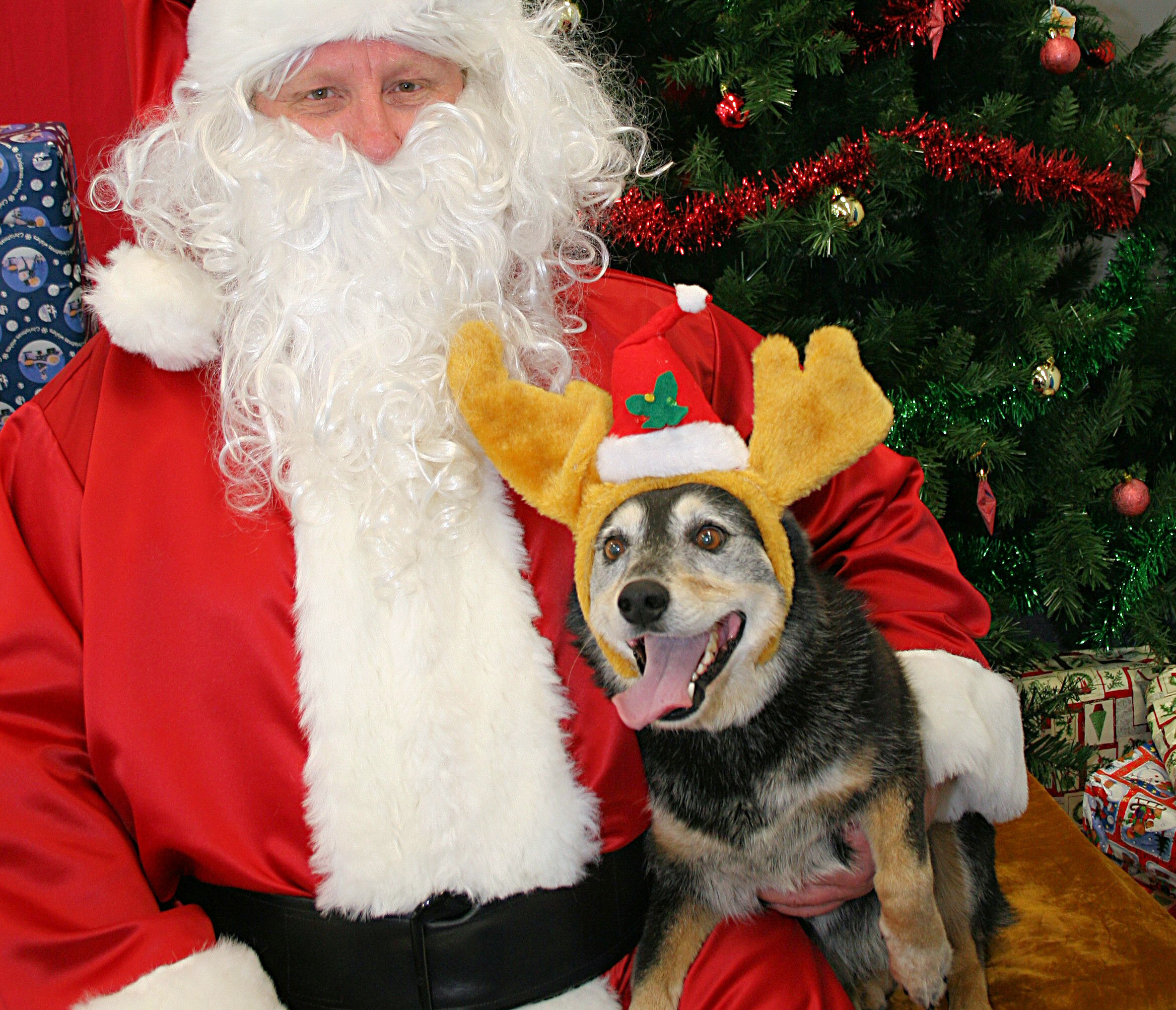 An Australian Cattle Dog in reindeer antlers sits on Santa's lap