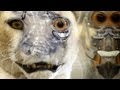 Animatronic Character Creation - Organic Mechanics 2 - PREVIEW - FX Tutorial with Rick Lazzarini