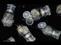 How to: Culture Rotifers