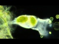 Rotifers Feeding