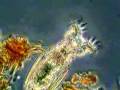 Rotifer Feeding II