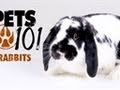 Pets 101- Rabbits