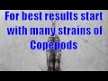 Sally Jo's expanded copepod culture