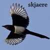 Magpie