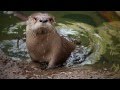 Molalla the Baby River Otter Learns to Swim