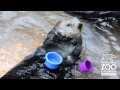 Nellie the Sea Otter stacks cups at Point Defiance Zoo & Aquarium