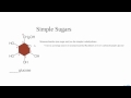 Carbohydrate Structure