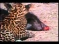 jackal & young leopard brutal fight