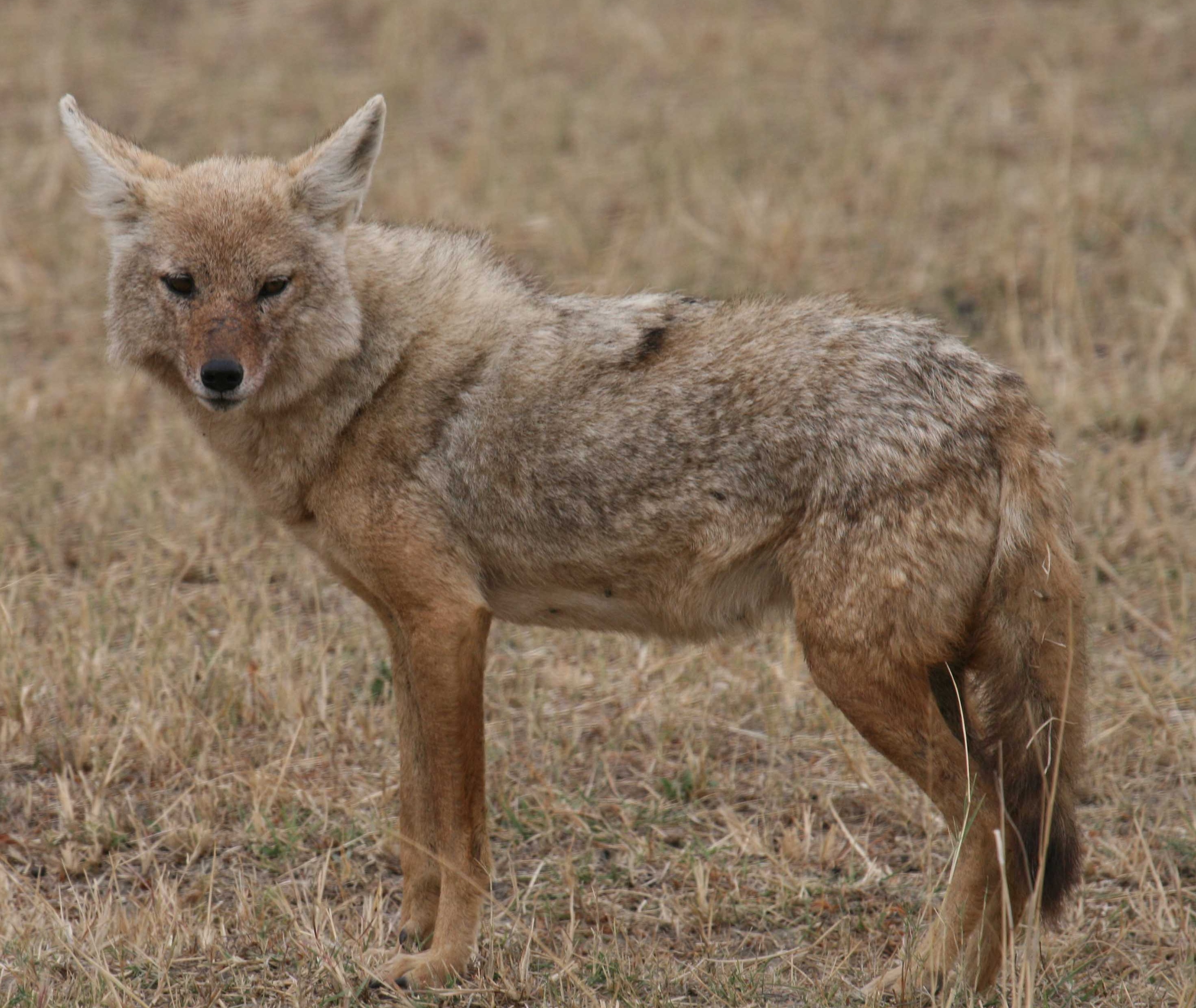 Golden jackal small.jpg