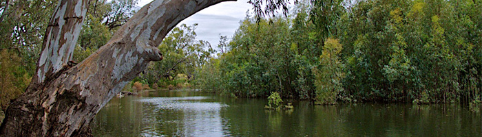 Gum tree by a river