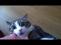 Cats Compilation