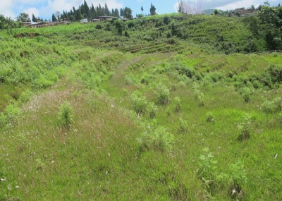 With no irrigation water, paddy fields have either been left fallow or used to plant maize in Dungkarcholing village, Tsirang
