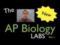 AP Biology Labs - part 1