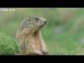 Funny Talking Animals - Walk On The Wild Side Preview - BBC One