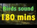 Sound of nature - birds song (no music) 180 mins