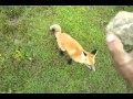 My pet fox