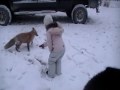 Hand Feeding a Red Fox