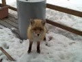 An eagle, a fox and my cat all getting along fine on my porch