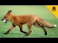 A fox steals a man's golf ball and has the time of his life!