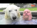 The Only Man In The World Who Can Swim With A Polar Bear: Grizzly Man