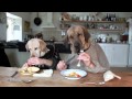 TWO DOGS DINING