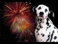 Dogs VS Fireworks - Fourth Of July Compilation