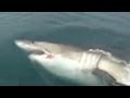 Great white shark swims up to fishermen