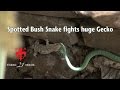 Spotted Bush Snake fights huge Gecko.mov