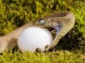 Snake Eggs Taste Good : SnakeBytesTV