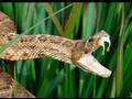 Snake Bytes TV - 5 Meanest Snakes In The World!