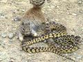 Bull Snake Against Squirrel