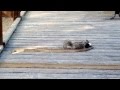 Squirrel vs snake