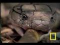 Cobra vs. Rat Snake