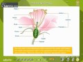 Morphology Of Flowering Plants