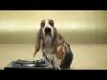 Basset Hound Beat Box